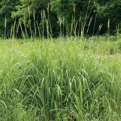 BENEFITS - RAIN GARDENS - Missouri Wildflowers Nursery